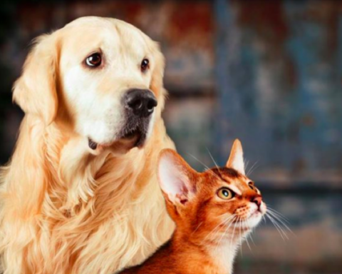 Alert about killing of dogs and cats in El Valle