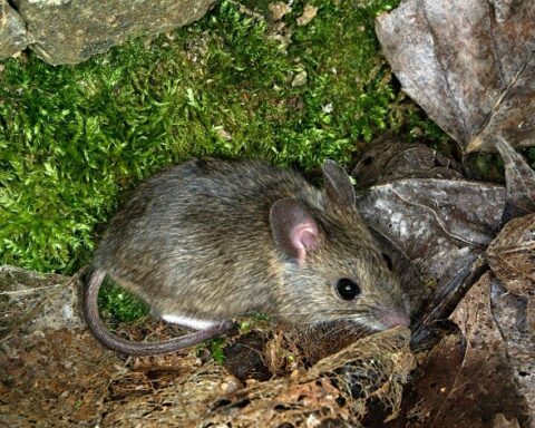 Holguín, roedores, leptospirosis