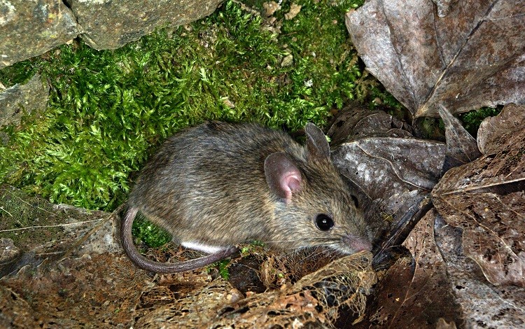 Holguín, roedores, leptospirosis