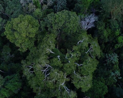 At COP27, Brazil lists sustainability actions of the last 4 years