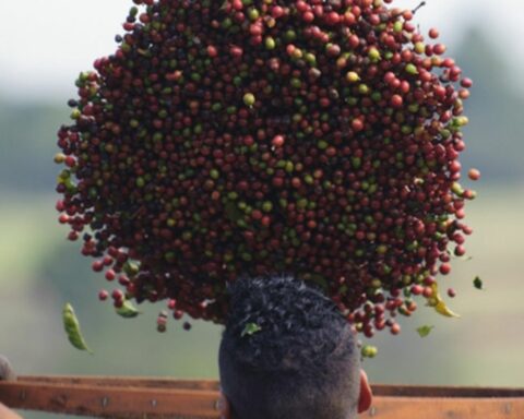 Awards elect the best coffees in Brazil this week