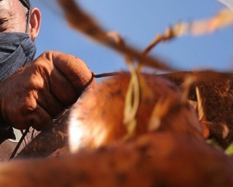 Because of the blackouts, the potato harvest in Alquízar rotted