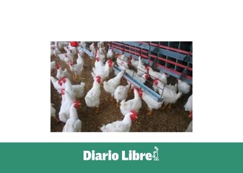 Beef, chicken and plantains rise in price