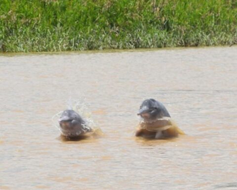 Biologists work on the conservation of bottlenose dolphins from the Orinoco in the face of human actions