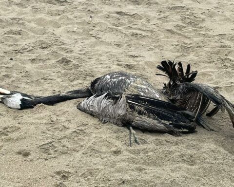 Bird flu in Peru: Could this disease reduce the number of Peruvian pelicans?  |  PODCAST