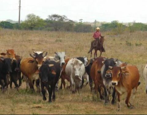 Ganadería, Cuba