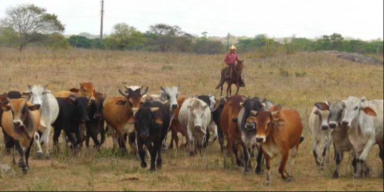 Ganadería, Cuba