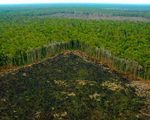 Brazil allied with Congo and Indonesia to cooperate in preserving the jungle