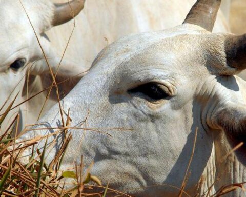 Cattle slaughter up 11.2% in the third quarter