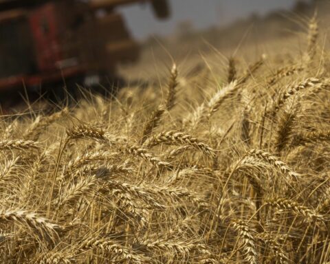 Conab estimates grain harvest at 313 million tons