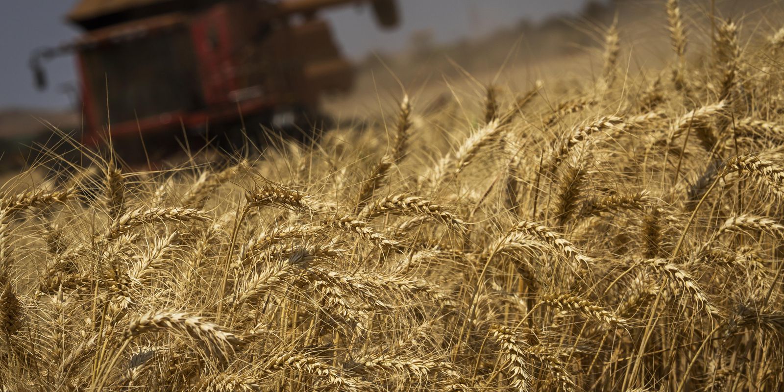 Conab estimates grain harvest at 313 million tons