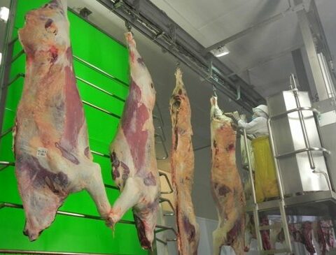 Concern over the concentration of cattle slaughter in two multinationals