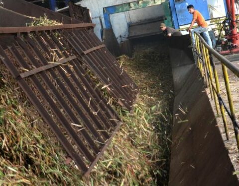 zafra, caña de azúcar