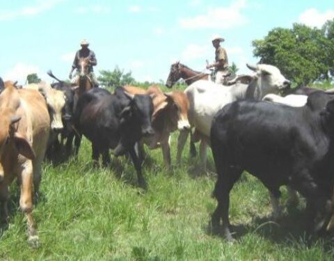 Ganaderos cubanos