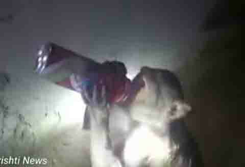 Drunk monkey becomes a constant thief and robber of liquor stores