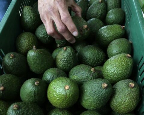 Expensive dollar does not help hass avocado exports, why?