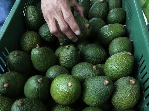 Expensive dollar does not help hass avocado exports, why?