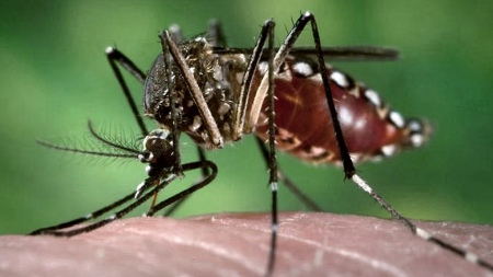 Faced with the threat of a new dengue outbreak... what do we know about aedes aegypti?