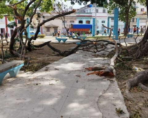 Fallen trees and branches in Centro Habana almost two months after Hurricane Ian