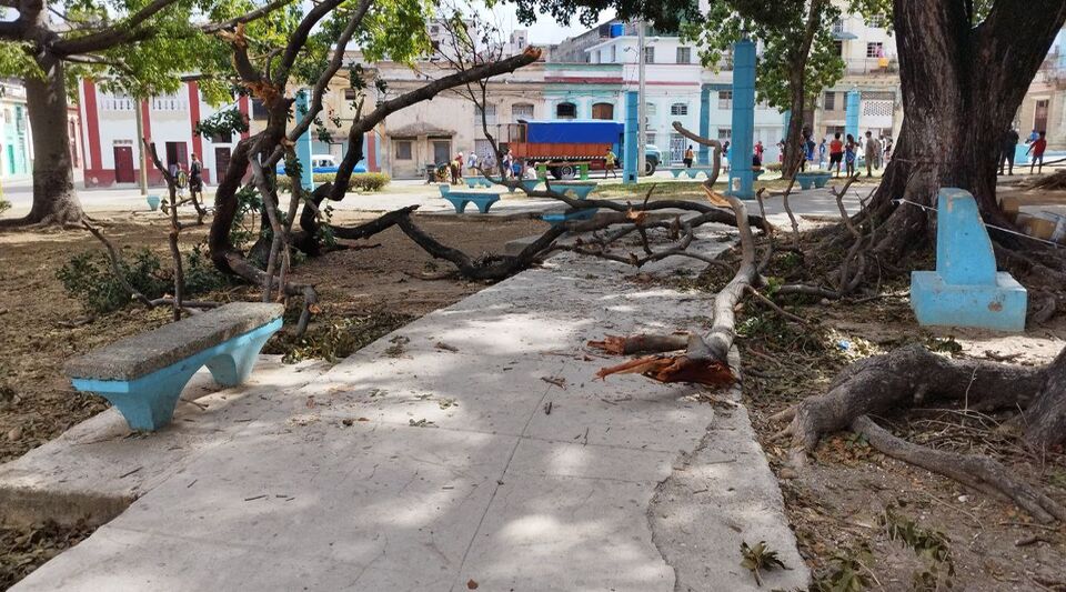 Fallen trees and branches in Centro Habana almost two months after Hurricane Ian