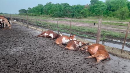 Formosa: lightning killed 65 calves in a pen