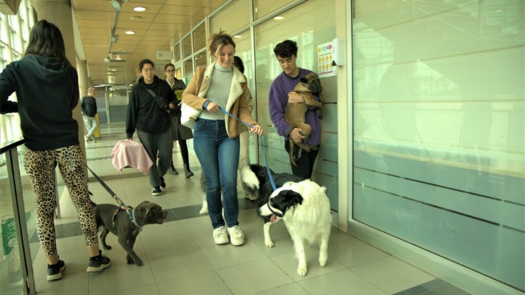 Good news for pets: A commune in the country became the first "Pet ​​Friendly"  From Chile