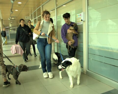 Good news for pets: A commune in the country became the first "Pet ​​Friendly"  From Chile