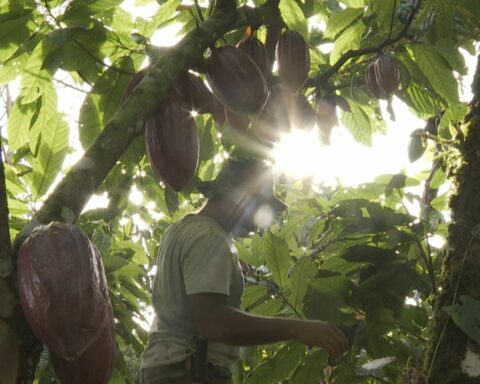 History of cocoa produced in Bahia is the theme of Caminhos da Reportagem