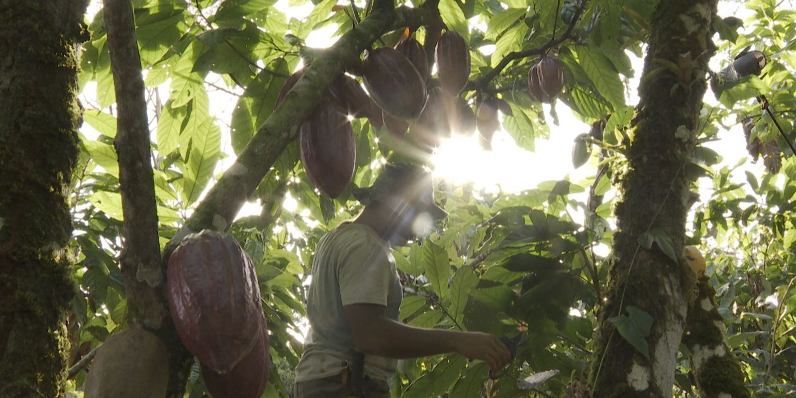 History of cocoa produced in Bahia is the theme of Caminhos da Reportagem