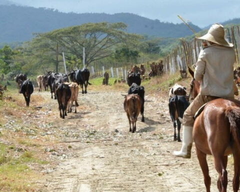 Ganadería, Cuba, Carne de res