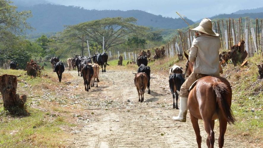 Ganadería, Cuba, Carne de res