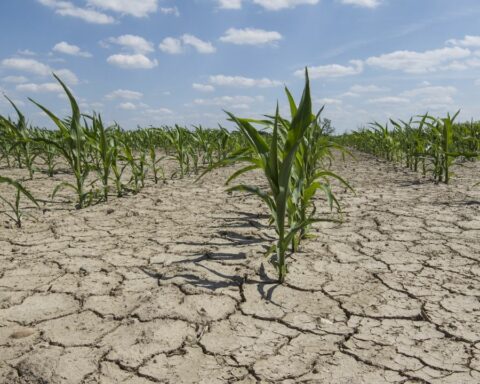 Intense drought worries country's wheat growers