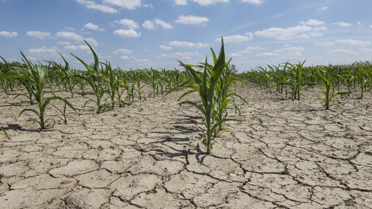 Intense drought worries country's wheat growers