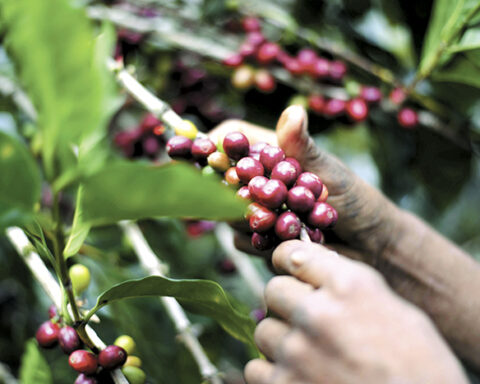 Jinotega farms, with difficulties due to lack of labor to cut coffee
