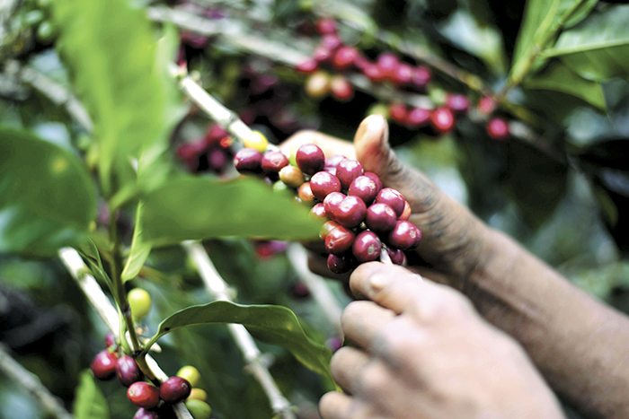 Jinotega farms, with difficulties due to lack of labor to cut coffee