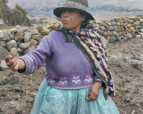Lack of rain greatly worries potato growers in Huancavelica