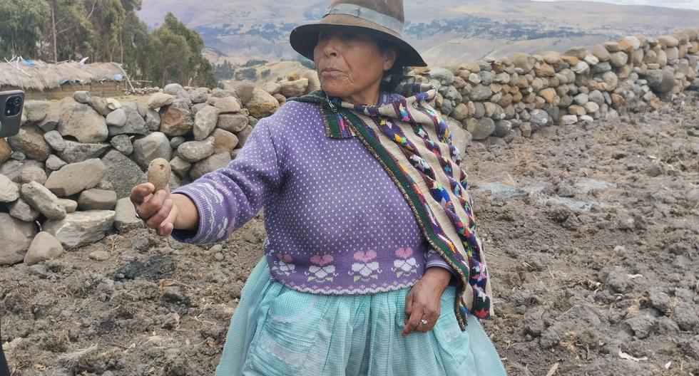 Lack of rain greatly worries potato growers in Huancavelica