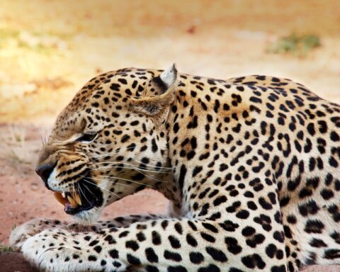 Leopards attacked and hunted two children to the despair and helplessness of the spectators