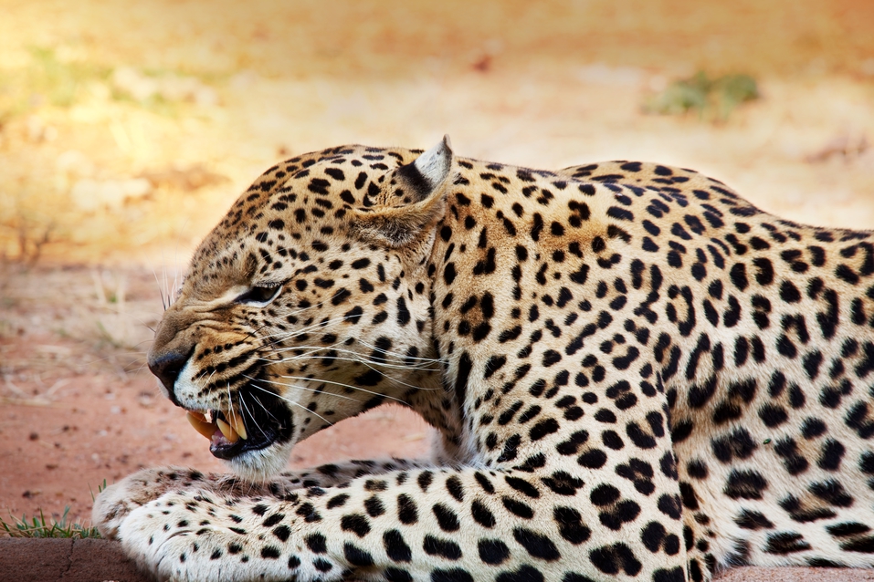 Leopards attacked and hunted two children to the despair and helplessness of the spectators