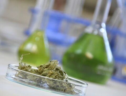 Medical cannabis: Presidency gives green light to decree that improves access
