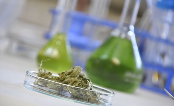 Medical cannabis: Presidency gives green light to decree that improves access