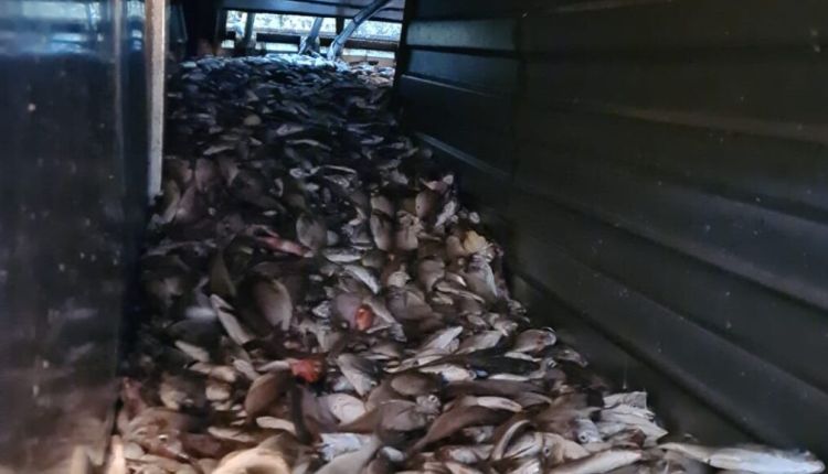 Mutiny on board a fishing boat: 10 tons of fish rot