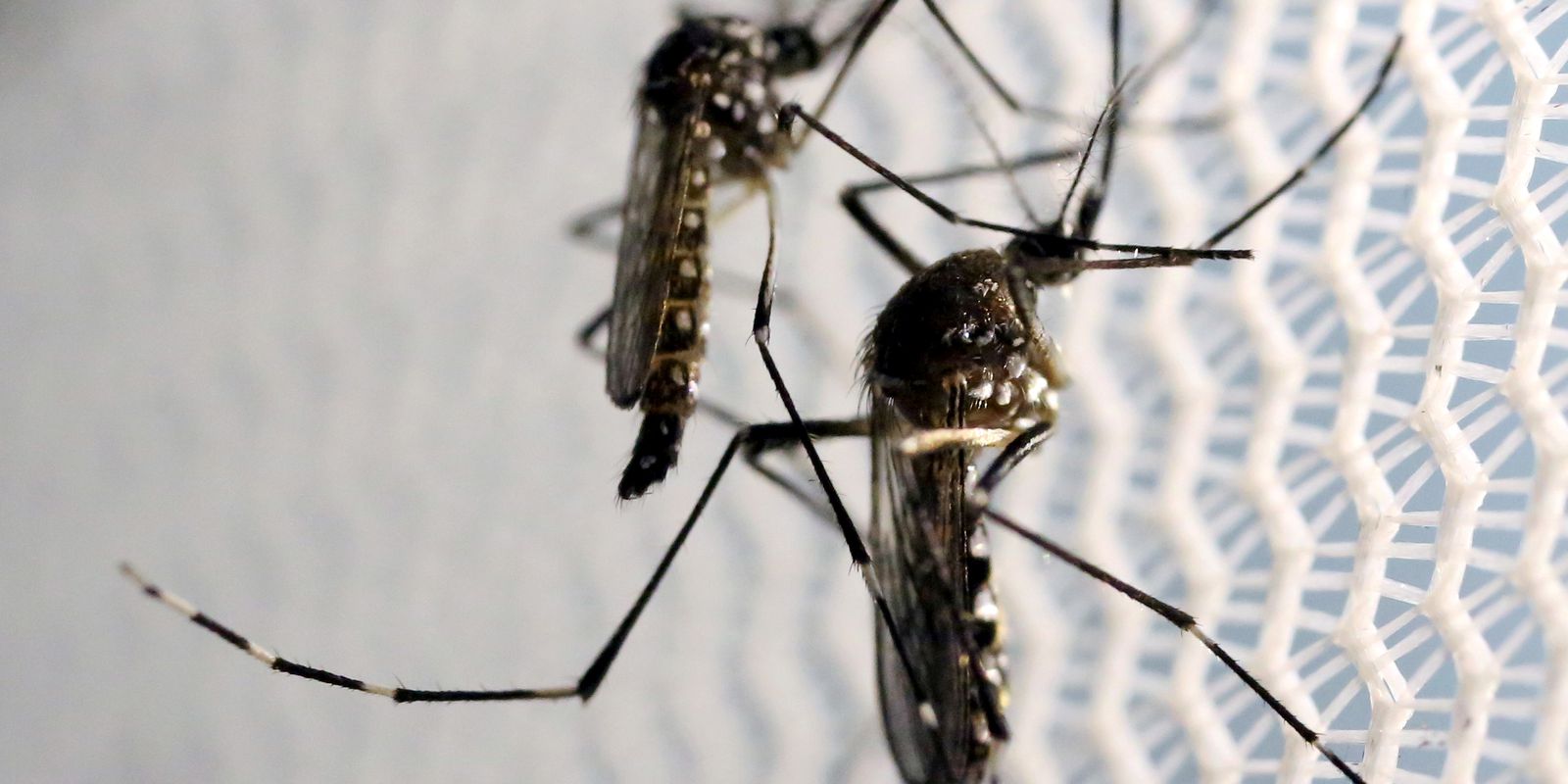 National Day to Combat Aedes aegypti is this Saturday