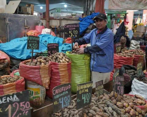 Native potato rises to 5 soles per kilo in Huancayo markets