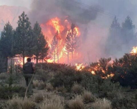 No more forest fires