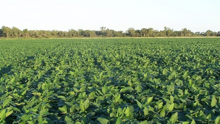 On Monday the soybean dollar program reopens with a price of $230