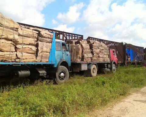 Pinar del Río needs nine trains to transport tobacco to other provinces