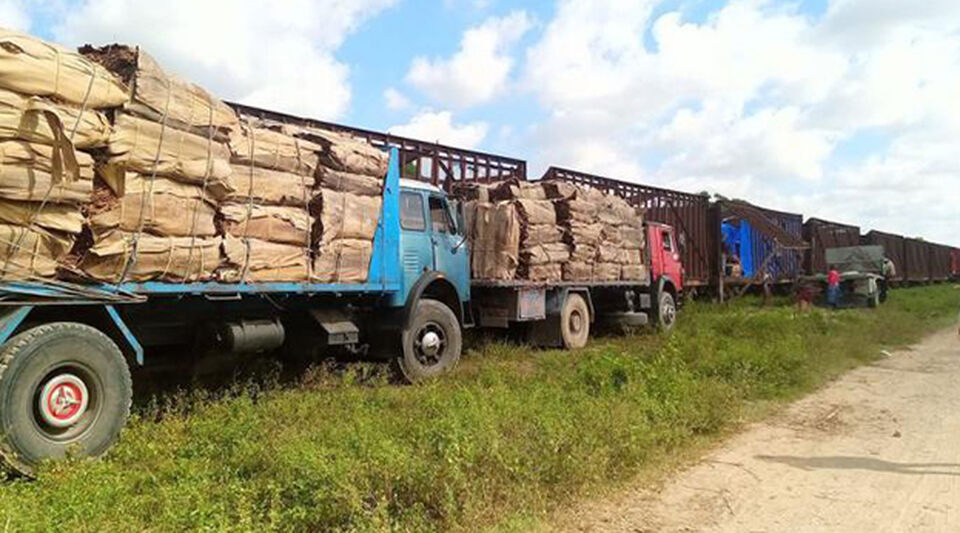 Pinar del Río needs nine trains to transport tobacco to other provinces