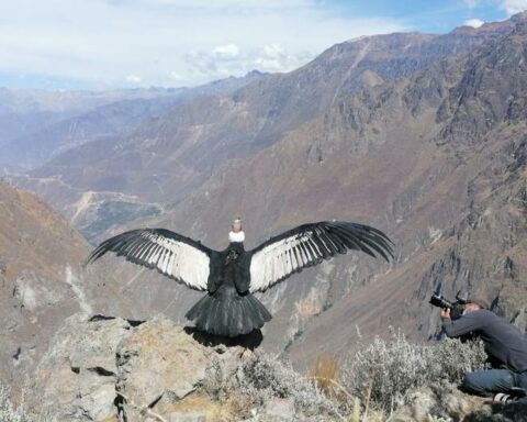 Pollution alert in Peru!  Study reveals that Andean condors are contaminated with plastic