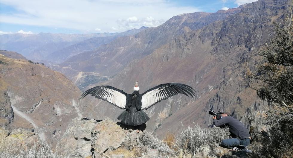 Pollution alert in Peru!  Study reveals that Andean condors are contaminated with plastic